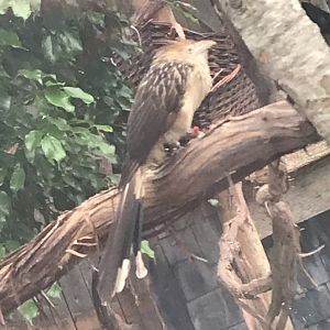 Mystery Bird in the Greenhouse (RWPZ 7/8/22)