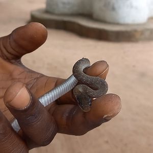 White-lipped Herald snake - Crotaphopeltis hotamboeia