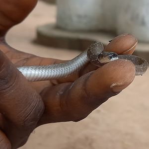 White-lipped Herald snake - Crotaphopeltis hotamboeia