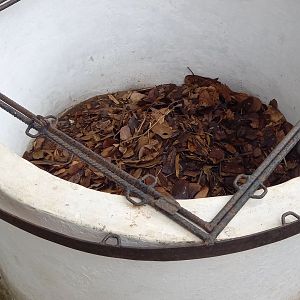 Enclosure White-lipped Herald snake