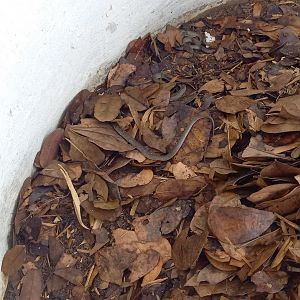White-lipped Herald snake in its enclosure