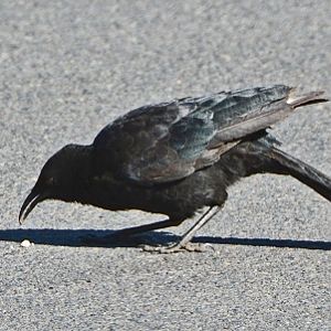 White-winged chough