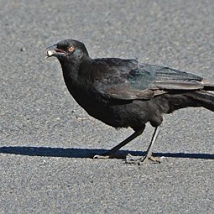 White-winged chough