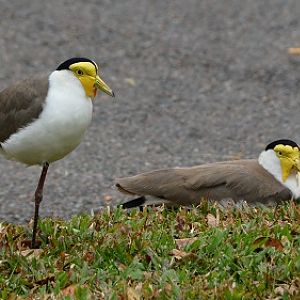 Masked lapwing   (Race miles)