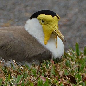 Masked lapwing  (Race miles)