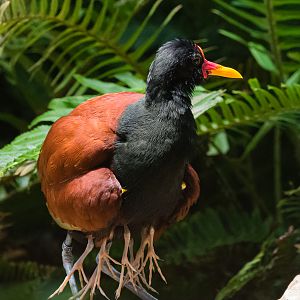 Male Wattled Jacana with 4 chicks