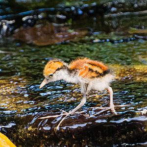Wattled Jacana chick
