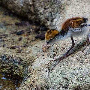 Wattled Jacana chick