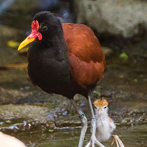Male Wattled Jacana and chick