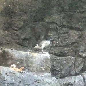 The Last Parakeet Auklet at the North Carolina Zoo