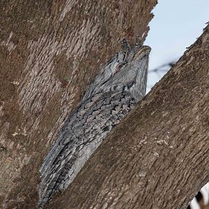 Tawny Frogmouth