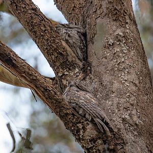 Tawny Frogmouths