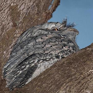 Tawny Frogmouth