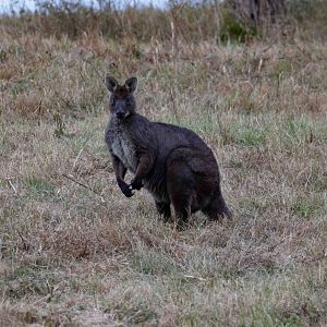 Wallaroo