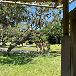 Kilimanjaro Safaris- Giraffes