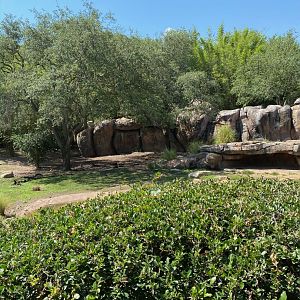 Kilimanjaro Safaris- Painted Dog Exhibit