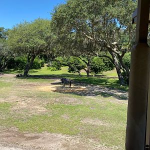 Kilimanjaro Safaris- Savannah West