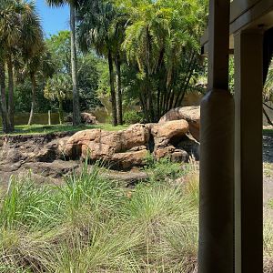 Kilimanjaro Safaris- Mandrill Exhibit