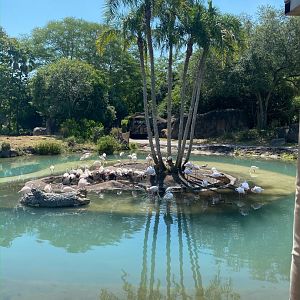 Kilimanjaro Safaris- Greater Flamingos