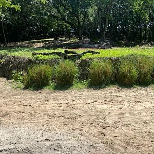 Kilimanjaro Safaris- Cheetah Exhibit