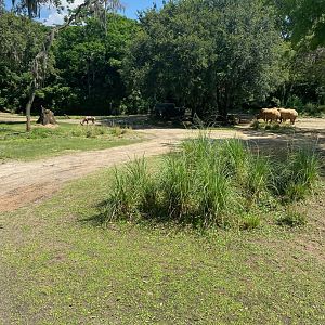 Kilimanjaro Safaris- Savannah East