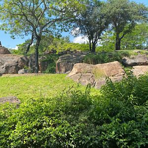 Kilimanjaro Safaris- Lion Exhibit