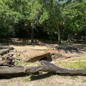 Kilimanjaro Safaris- Warthog Exhibit