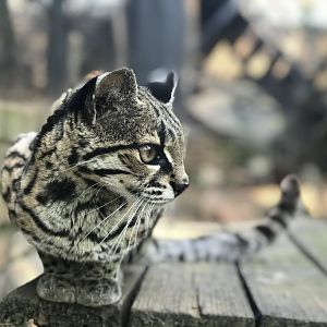 Margay (Leopardus wiedii)