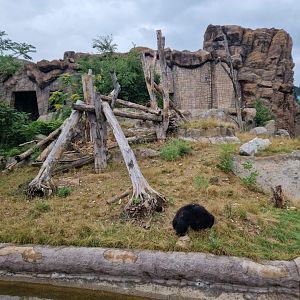 Indian Sloth Bear exhibit