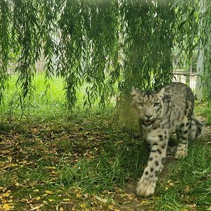 Snow Leopard