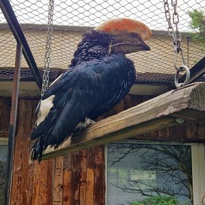 Silvery-cheeked hornbill
