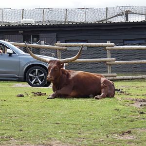 Ankole cattle