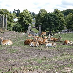 Kafue flats lechwe herd