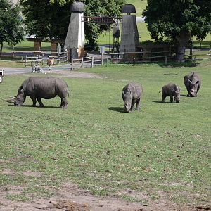 Southern white rhinoceros