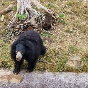 Indian Sloth Bear