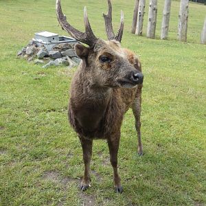 Philippine spotted deer