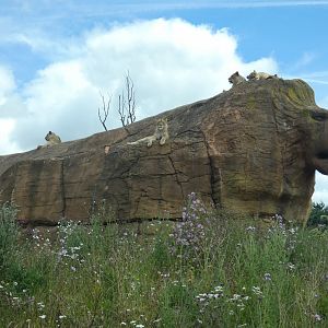 African lions sun-bathing