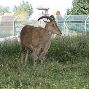 Barbary sheep