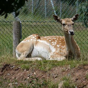 Persian fallow deer
