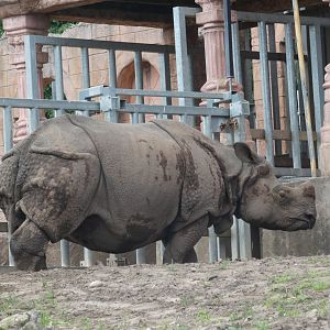 Greater one-horned rhino, Rap