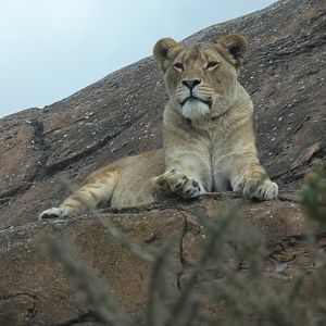 Lion