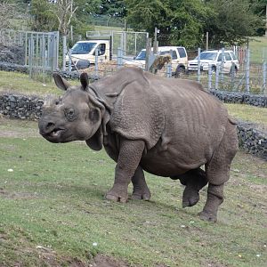 Greater one-horned rhino, Seto