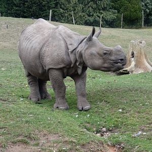 Greater one-horned rhino, Inesh