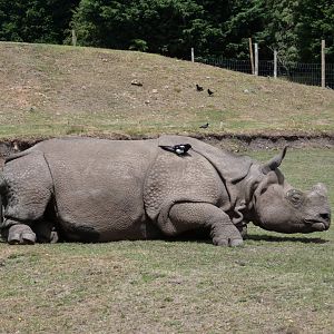 Greater one-horned rhino, Sunanda