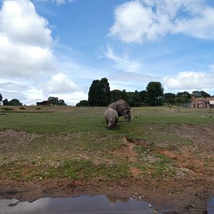 Greater one-horned rhino cow enclosure