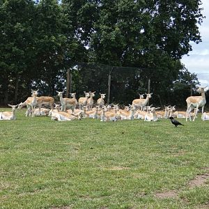 Blackbuck herd