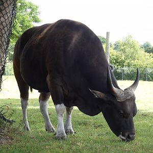 Javan banteng