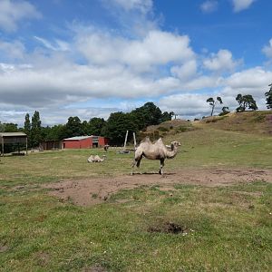 Former elephant enclosure (now home to Bactrian camels)