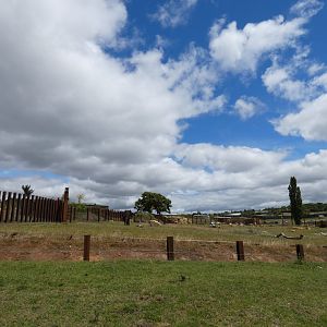 African elephant cow day enclosure