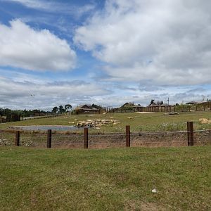 African elephant cow day enclosure (2)